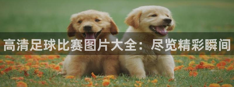 高清足球比赛图片大全：尽览精彩瞬间