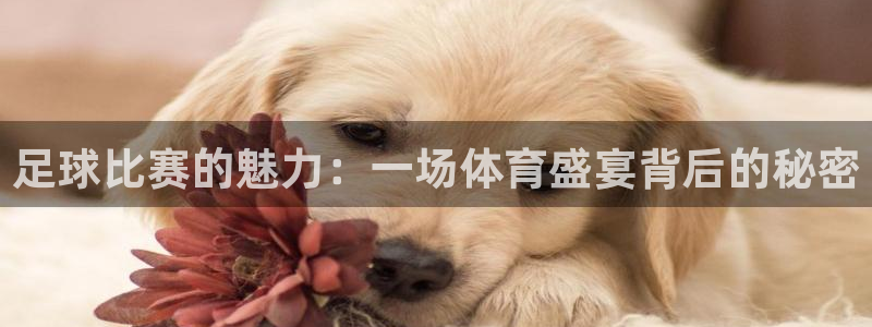 足球比赛的魅力：一场体育盛宴背后的秘